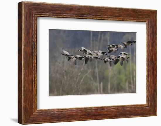 Lesser Cackling Canada Geese-Ken Archer-Framed Photographic Print