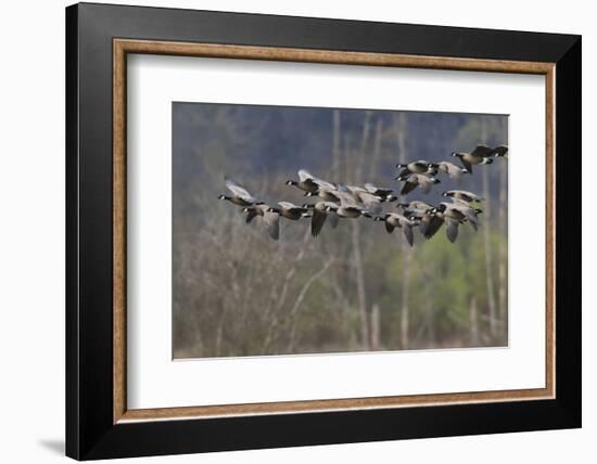 Lesser Cackling Canada Geese-Ken Archer-Framed Photographic Print