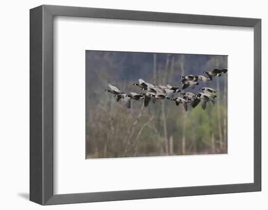 Lesser Cackling Canada Geese-Ken Archer-Framed Photographic Print