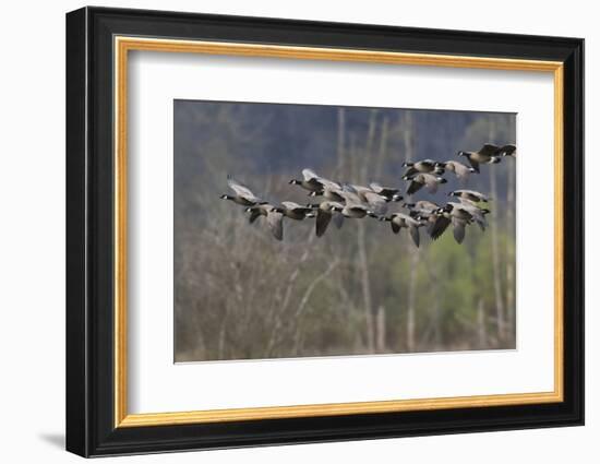 Lesser Cackling Canada Geese-Ken Archer-Framed Photographic Print
