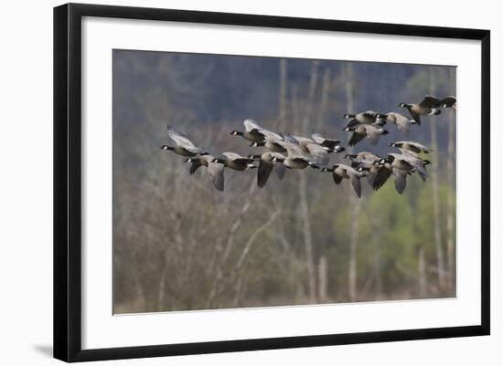 Lesser Cackling Canada Geese-Ken Archer-Framed Photographic Print