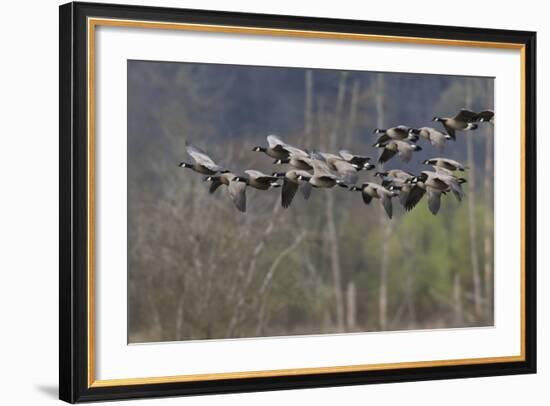 Lesser Cackling Canada Geese-Ken Archer-Framed Photographic Print