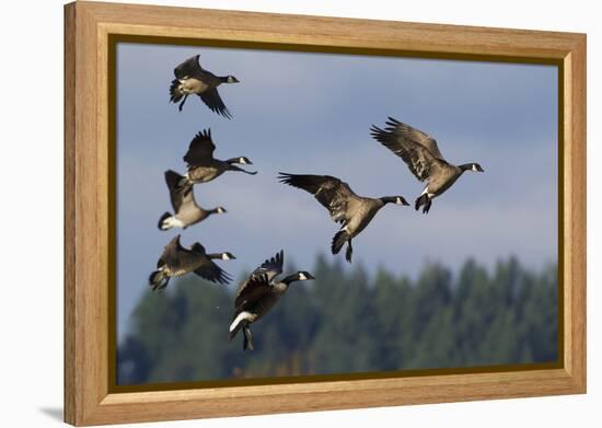 Lesser Canada Geese Alighting-Ken Archer-Framed Premier Image Canvas