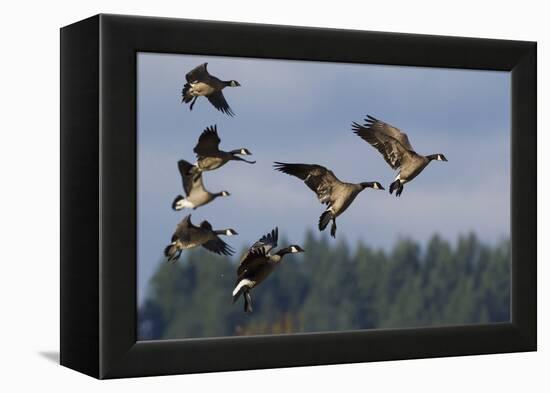 Lesser Canada Geese Alighting-Ken Archer-Framed Premier Image Canvas