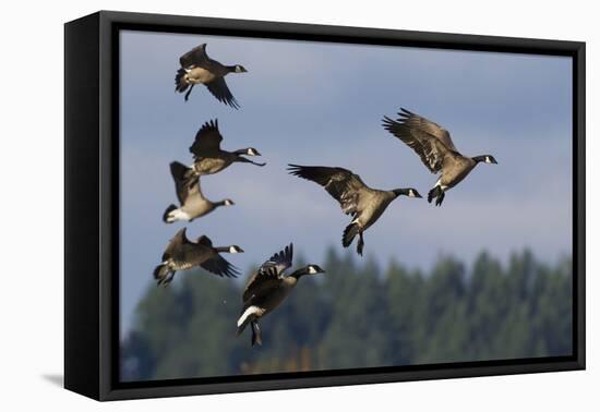 Lesser Canada Geese Alighting-Ken Archer-Framed Premier Image Canvas