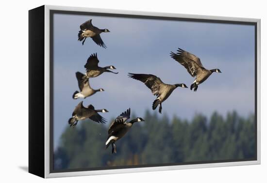 Lesser Canada Geese Alighting-Ken Archer-Framed Premier Image Canvas