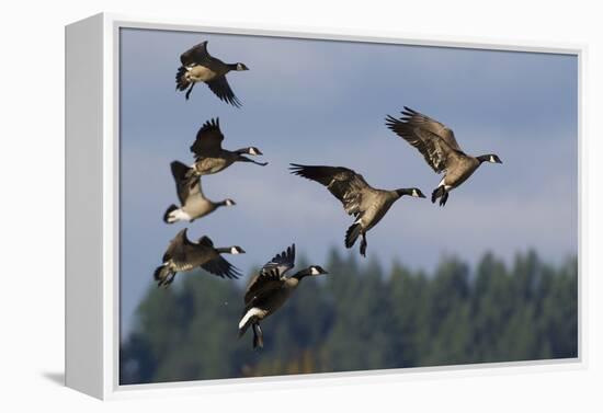 Lesser Canada Geese Alighting-Ken Archer-Framed Premier Image Canvas