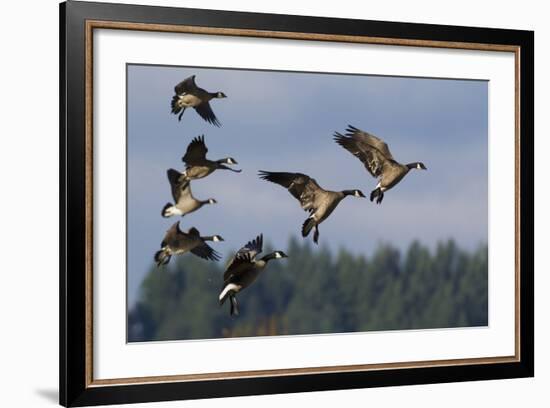 Lesser Canada Geese Alighting-Ken Archer-Framed Photographic Print