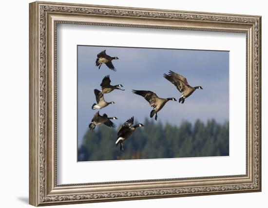 Lesser Canada Geese Alighting-Ken Archer-Framed Photographic Print