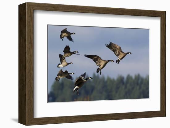 Lesser Canada Geese Alighting-Ken Archer-Framed Photographic Print