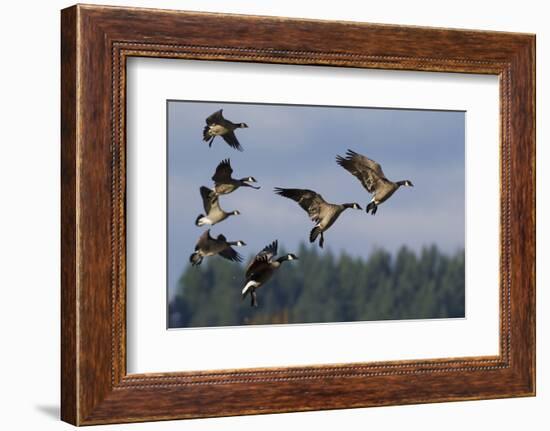 Lesser Canada Geese Alighting-Ken Archer-Framed Photographic Print