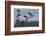 Lesser Canada Geese Alighting-Ken Archer-Framed Photographic Print