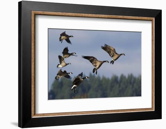 Lesser Canada Geese Alighting-Ken Archer-Framed Photographic Print