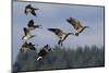 Lesser Canada Geese Alighting-Ken Archer-Mounted Photographic Print