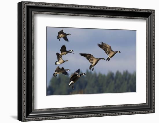 Lesser Canada Geese Alighting-Ken Archer-Framed Photographic Print