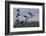 Lesser Canada Geese Alighting-Ken Archer-Framed Photographic Print