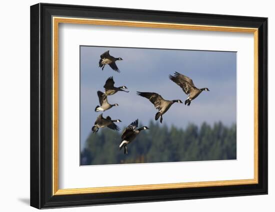 Lesser Canada Geese Alighting-Ken Archer-Framed Photographic Print