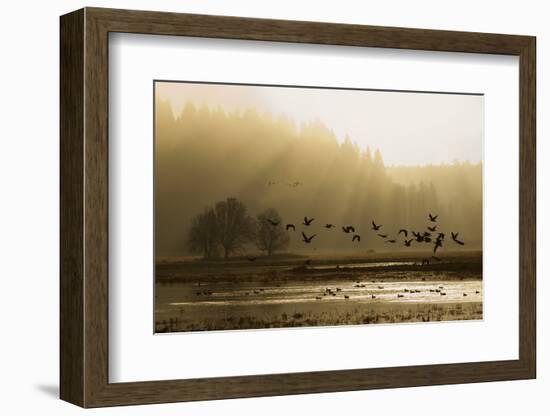 Lesser Canada Geese flying at dawn-Ken Archer-Framed Photographic Print