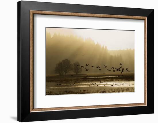 Lesser Canada Geese flying at dawn-Ken Archer-Framed Photographic Print