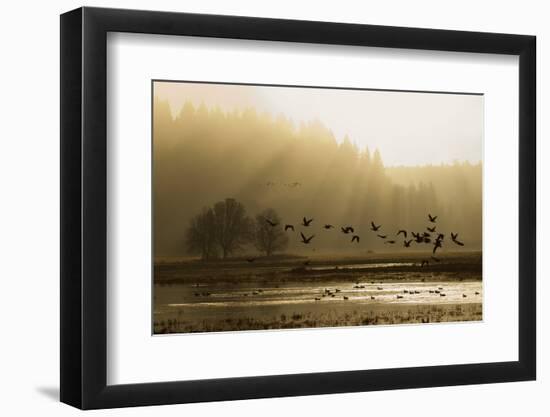 Lesser Canada Geese flying at dawn-Ken Archer-Framed Photographic Print