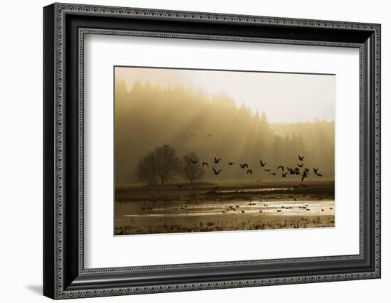 Lesser Canada Geese flying at dawn-Ken Archer-Framed Photographic Print