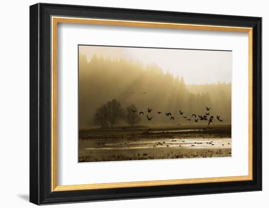 Lesser Canada Geese flying at dawn-Ken Archer-Framed Photographic Print