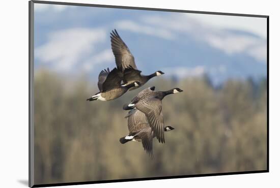 Lesser Canada geese flying.-Ken Archer-Mounted Photographic Print