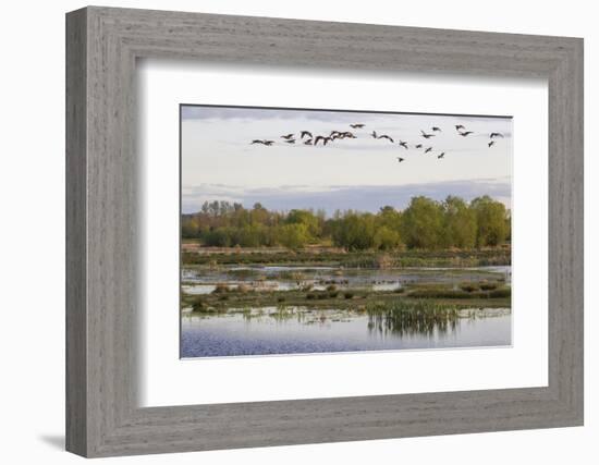 Lesser Canada Geese, Nisqually Nwr-Ken Archer-Framed Photographic Print