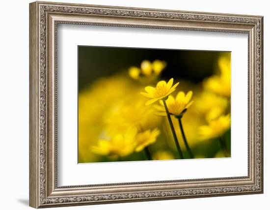 Lesser celandine close up of flowers, Broxwater, Cornwall, UK-Ross Hoddinott-Framed Photographic Print