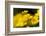 Lesser celandine close up of flowers, Broxwater, Cornwall, UK-Ross Hoddinott-Framed Photographic Print