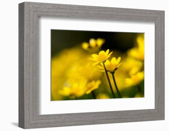 Lesser celandine close up of flowers, Broxwater, Cornwall, UK-Ross Hoddinott-Framed Photographic Print