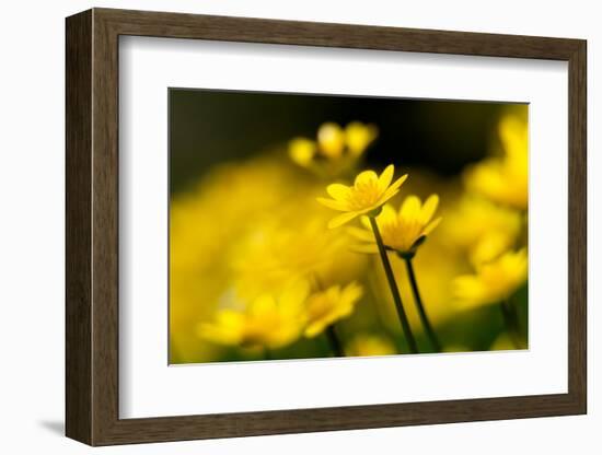 Lesser celandine close up of flowers, Broxwater, Cornwall, UK-Ross Hoddinott-Framed Photographic Print