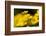 Lesser celandine close up of flowers, Broxwater, Cornwall, UK-Ross Hoddinott-Framed Photographic Print