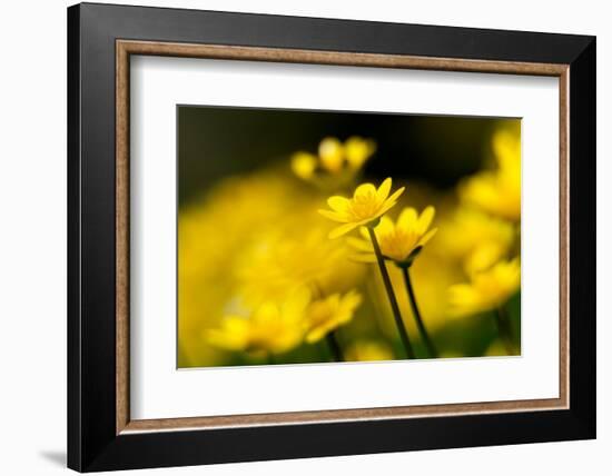 Lesser celandine close up of flowers, Broxwater, Cornwall, UK-Ross Hoddinott-Framed Photographic Print