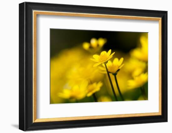 Lesser celandine close up of flowers, Broxwater, Cornwall, UK-Ross Hoddinott-Framed Photographic Print