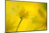 Lesser celandine flower, Cornwall, England, UK-Ross Hoddinott-Mounted Photographic Print