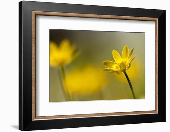 Lesser celandine in flower, Cornwall, England, UK-Ross Hoddinott / 2020VISION-Framed Photographic Print