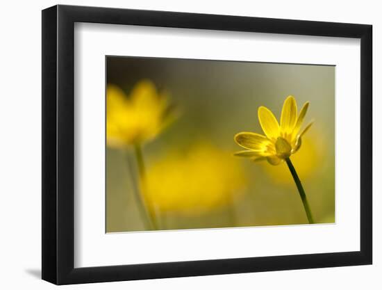 Lesser celandine in flower, Cornwall, England, UK-Ross Hoddinott / 2020VISION-Framed Photographic Print