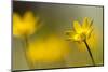 Lesser celandine in flower, Cornwall, England, UK-Ross Hoddinott / 2020VISION-Mounted Photographic Print