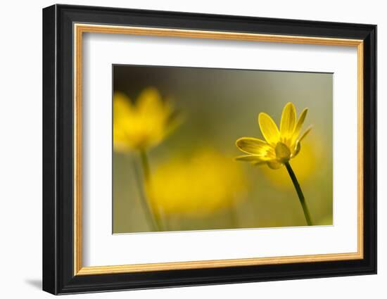 Lesser celandine in flower, Cornwall, England, UK-Ross Hoddinott / 2020VISION-Framed Photographic Print