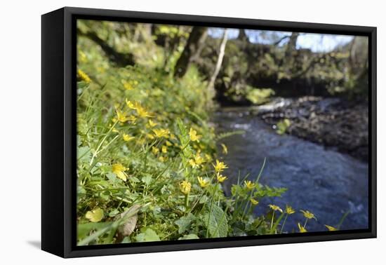 Lesser Celandines (Ranunculus Ficaria) Flowering on a Stream Bank in Woodland-Nick Upton-Framed Premier Image Canvas