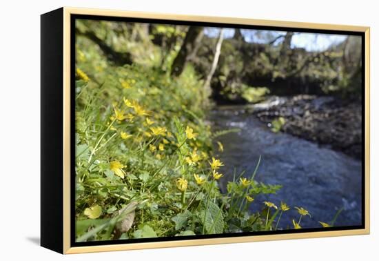 Lesser Celandines (Ranunculus Ficaria) Flowering on a Stream Bank in Woodland-Nick Upton-Framed Premier Image Canvas