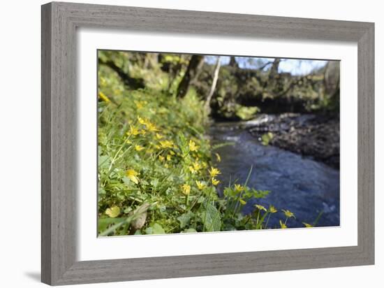 Lesser Celandines (Ranunculus Ficaria) Flowering on a Stream Bank in Woodland-Nick Upton-Framed Photographic Print