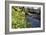 Lesser Celandines (Ranunculus Ficaria) Flowering on a Stream Bank in Woodland-Nick Upton-Framed Photographic Print