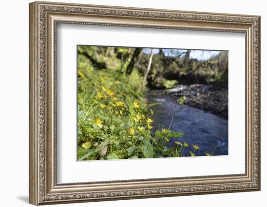 Lesser Celandines (Ranunculus Ficaria) Flowering on a Stream Bank in Woodland-Nick Upton-Framed Photographic Print