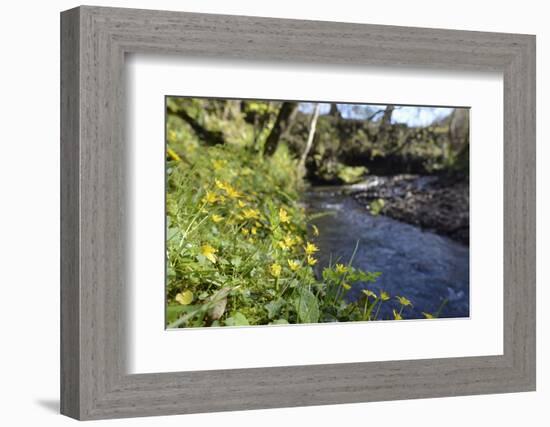 Lesser Celandines (Ranunculus Ficaria) Flowering on a Stream Bank in Woodland-Nick Upton-Framed Photographic Print