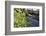 Lesser Celandines (Ranunculus Ficaria) Flowering on a Stream Bank in Woodland-Nick Upton-Framed Photographic Print