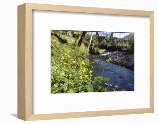 Lesser Celandines (Ranunculus Ficaria) Flowering on a Stream Bank in Woodland-Nick Upton-Framed Photographic Print