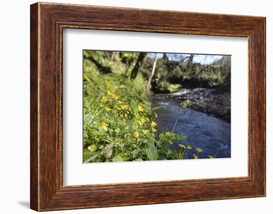 Lesser Celandines (Ranunculus Ficaria) Flowering on a Stream Bank in Woodland-Nick Upton-Framed Photographic Print