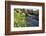 Lesser Celandines (Ranunculus Ficaria) Flowering on a Stream Bank in Woodland-Nick Upton-Framed Photographic Print